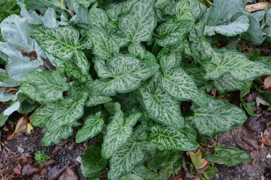 Image of Arum x diotalicum 'Love Child'taken at Juniper Level Botanic Gdn, NC by JLBG