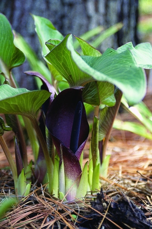 Image of Arum pictum|Juniper Level Botanic Gdn, NC|JLBG