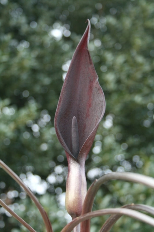 Image of Arum purpureospathum|Juniper Level Botanic Gdn, NC|JLBG