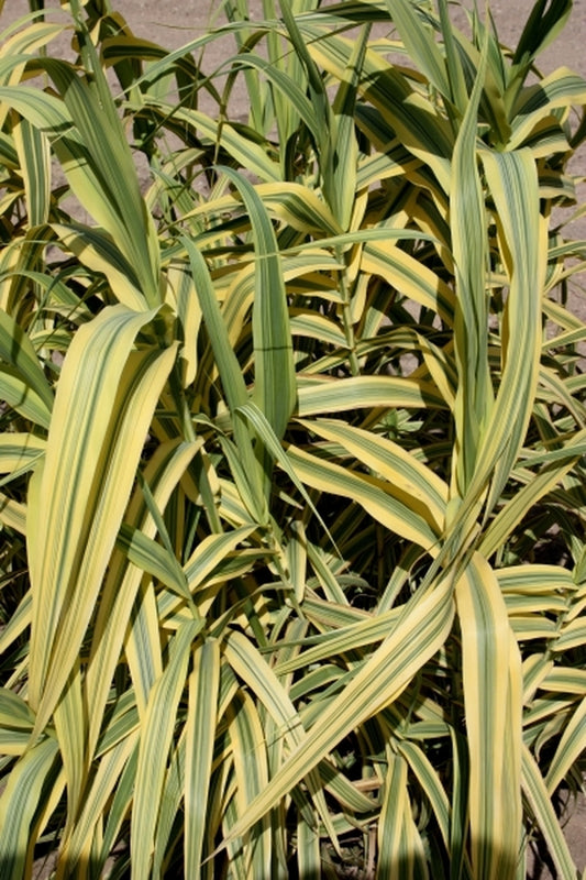 Image of Arundo donax 'Golden Chain'|Walters Gardens, MI|