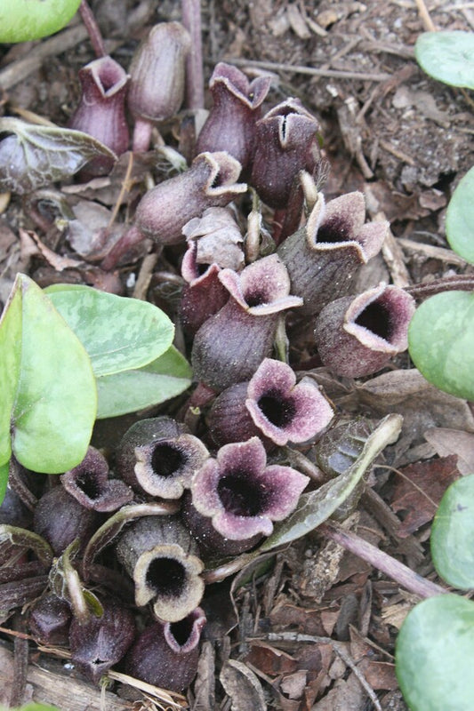 Image of Asarum arifolium 'Silver Spreader'||