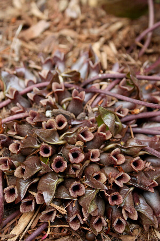 Image of Asarum arifolium 'St. Clair'|Juniper Level Botanic Gdn, NC|JLBG
