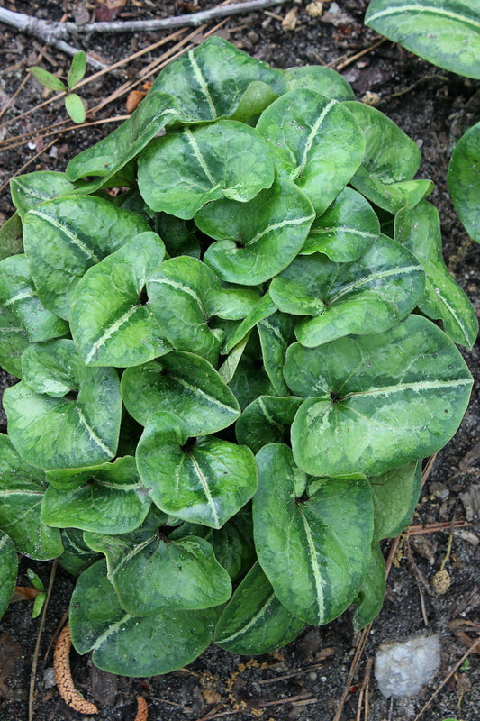 Image of Asarum asperum 'Silver Streak'taken at Juniper Level Botanic Gdn, NC by JLBG