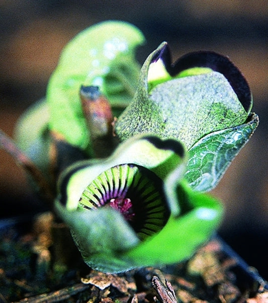Image of Asarum campaniflorum Green Leaf Form|Juniper Level Botanic Gdn, NC|JLBG