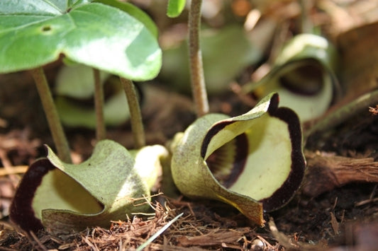 Image of Asarum campaniflorum|Juniper Level Botanic Gdn, NC|JLBG