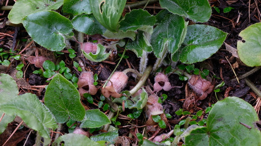 Image of Asarum caudigerellumtaken at Juniper Level Botanic Gdn, NC by JLBG