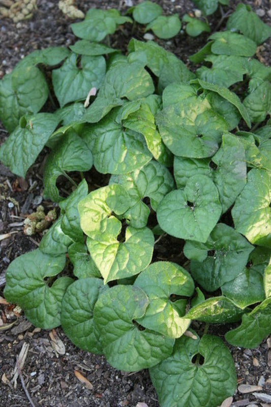Image of Asarum caulescens 'Coveralls'|Juniper Level Botanic Gdn, NC|JLBG