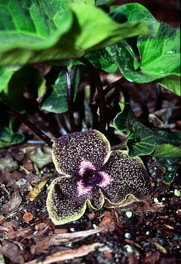 Image of Asarum delavayi|Juniper Level Botanic Gdn, NC|JLBG