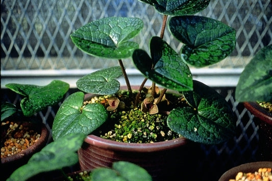 Image of Asarum dissitum|B. Yinger Gdn, PA|B. Yinger