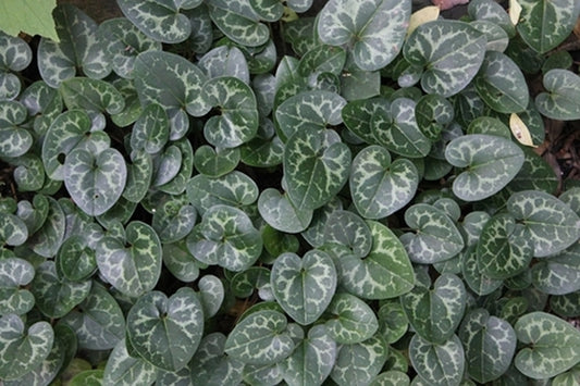 Image of Asarum harperi 'Velvet Queen'|Juniper Level Botanic Gdn, NC|JLBG