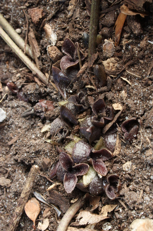 Image of Asarum ichangense|Juniper Level Botanic Gdn, NC|JLBG
