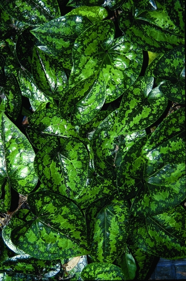 frosted jade plant Learn about Asarum kumageanum 'Frosted Jade' | Japanese Wild Ginger