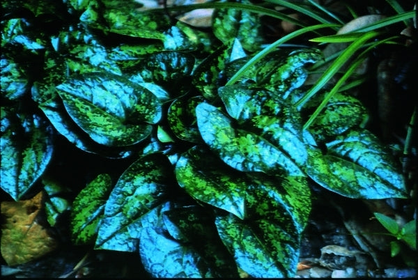 Image of Asarum kumageanum 'Frosted Jade'taken at Woodlanders Nsy, SC
