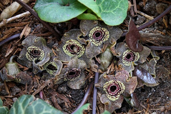 Image of Asarum macranthum 'Fishnet Stockings'||