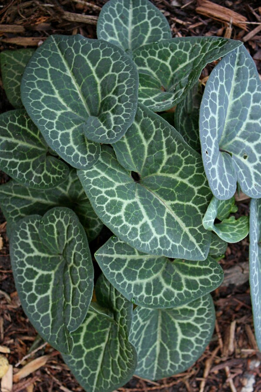 Image of Asarum macranthum 'Fishnet Stockings'||