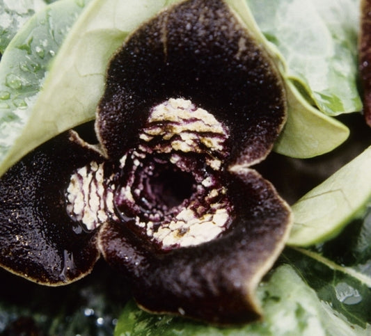 Image of Asarum magnificum 'Silver Cheeks'|Juniper Level Botanic Gdn, NC|JLBG