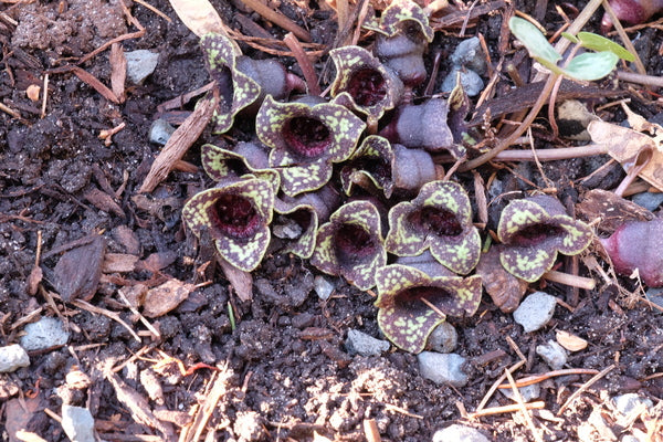 Image of Asarum minus 'Heart Throb'taken at Juniper Level Botanic Gdn, NC by JLBG