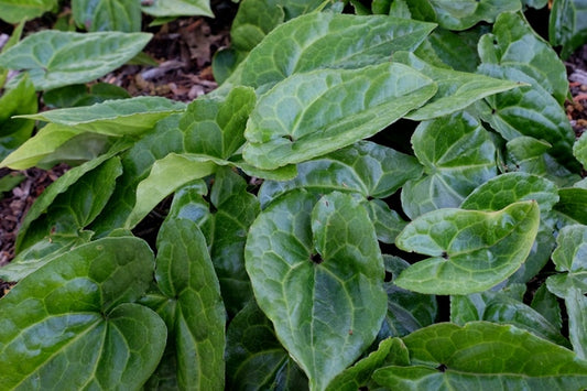 Image of Asarum porphyronotum var. atrovirens 'Irish Spring'||