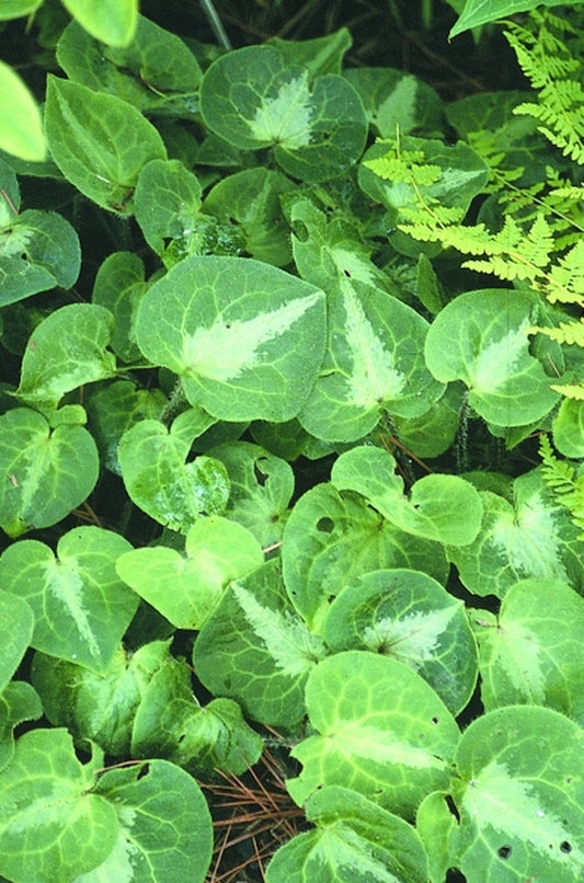 Image of Asarum pulchellum Silver Pattern Form|Juniper Level Botanic Gdn, NC|JLBG