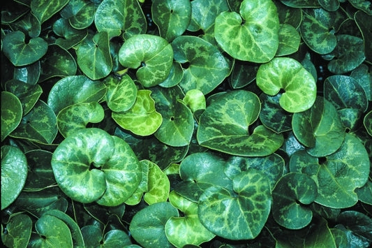 Image of Asarum shuttleworthii var. shuttleworthii 'Carolina Silver'|Juniper Level Botanic Gdn, NC|JLBG