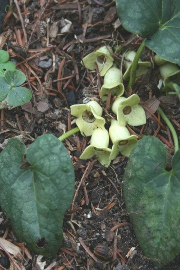 Image of Asarum trigynum 'Lime Zinger'|Juniper Level Botanic Gdn, NC|JLBG