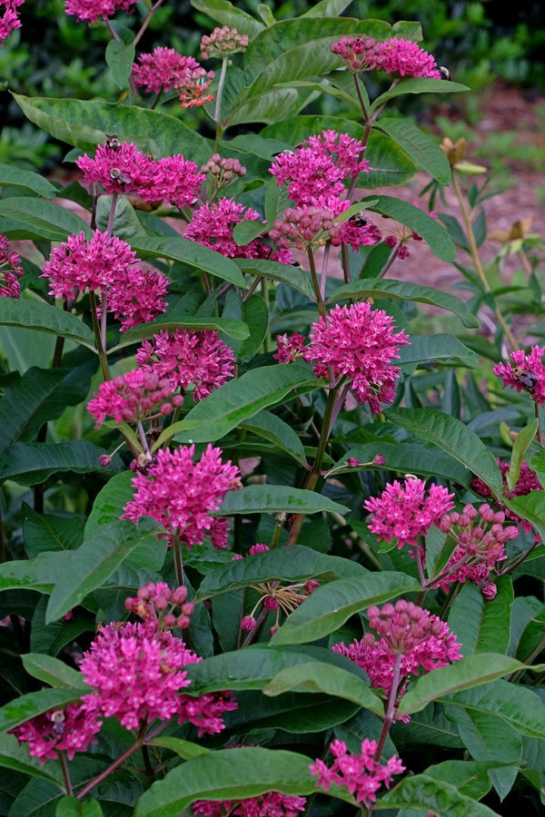 Image of Asclepias purpurascenstaken at NARGS