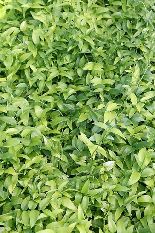 Image of Asparagus asparagoides|Juniper Level Botanic Gdn, NC|JLBG