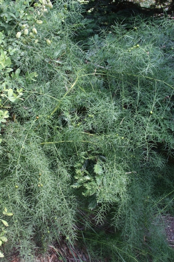 Image of Asparagus cochinchinensis 'Chuwang'|Juniper Level Botanic Gdn, NC|JLBG
