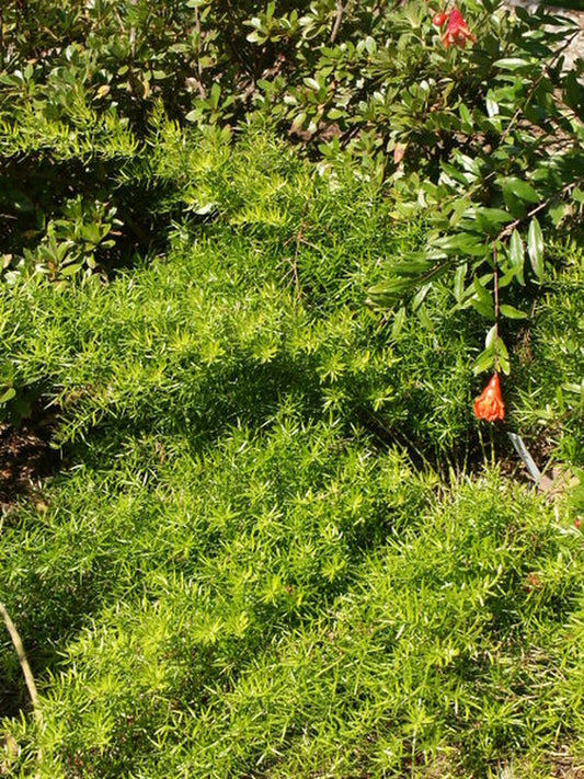 Image of Asparagus densiflorus 'Hardy Sprengeri'|Juniper Level Botanic Gdn, NC|JLBG