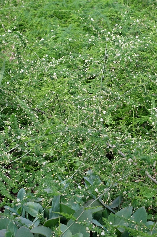 Image of Asparagus microraphis||