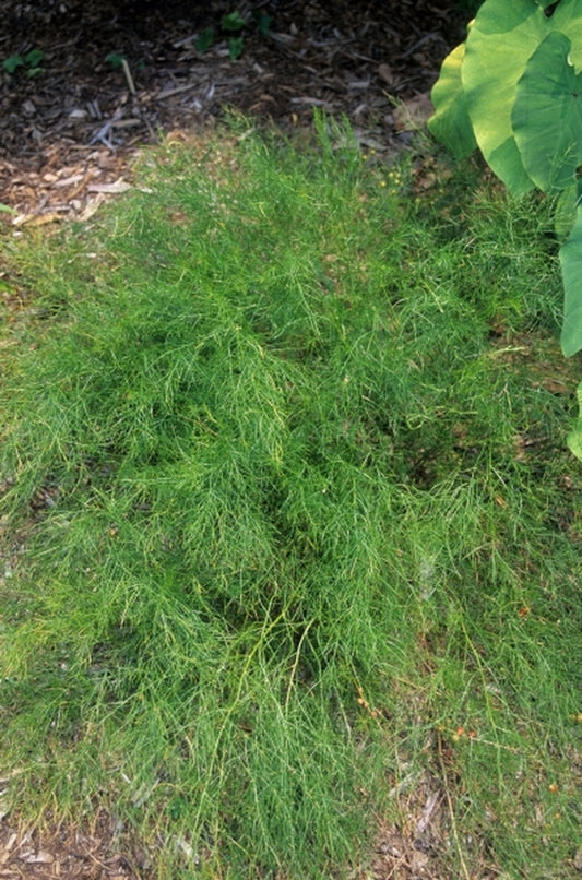 Image of Asparagus schoberioides 'Chollipo'|Juniper Level Botanic Gdn, NC|JLBG