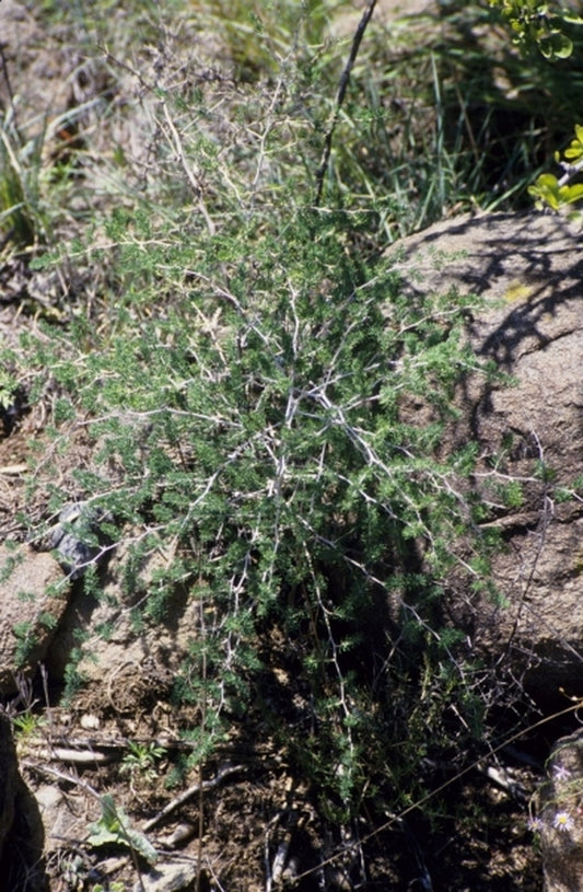 Image of Asparagus sp. Cathcart|Ellington Farm, Cathcart South Africa|
