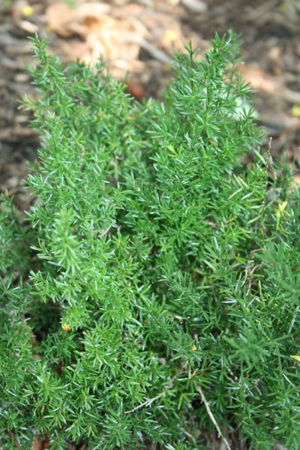 Image of Asparagus sp. 'Ellington'|Juniper Level Botanic Gdn, NC|JLBG