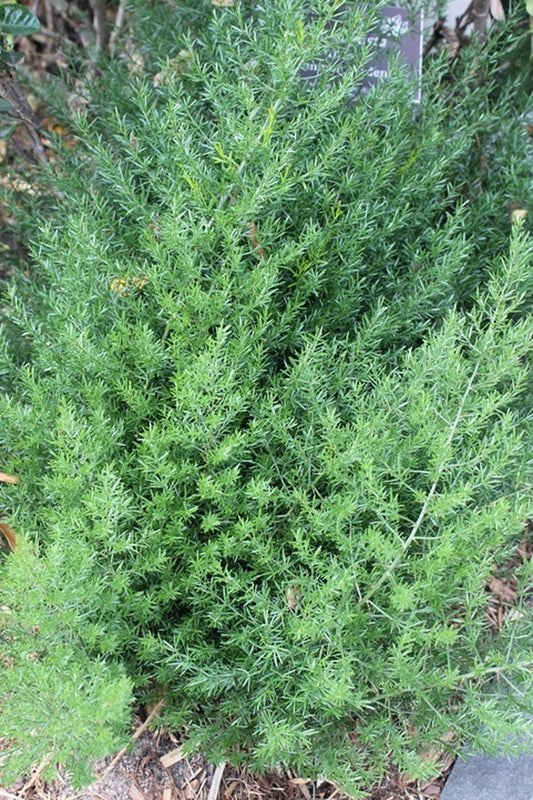 Image of Asparagus sp. 'Ellington'|Paul J. Ciener Botanical Gdn, NC|