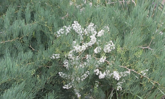 Image of Asparagus suaveolens|Juniper Level Botanic Gdn, NC|JLBG