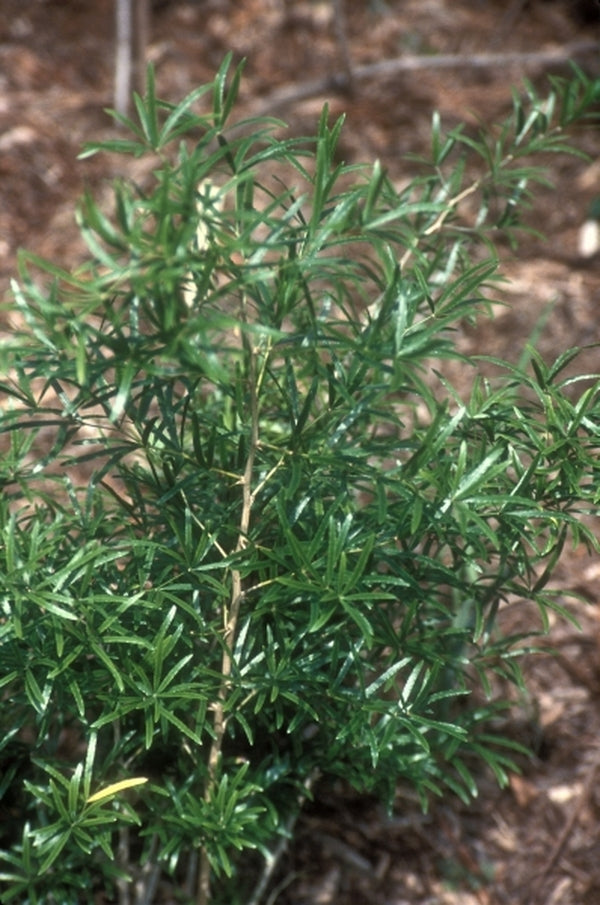 Image of Asparagus volubilis|Juniper Level Botanic Gdn, NC|JLBG