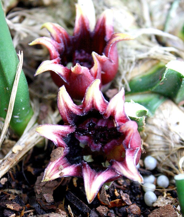 Image of Aspidistra attenuata 'Taiwan Treasure'