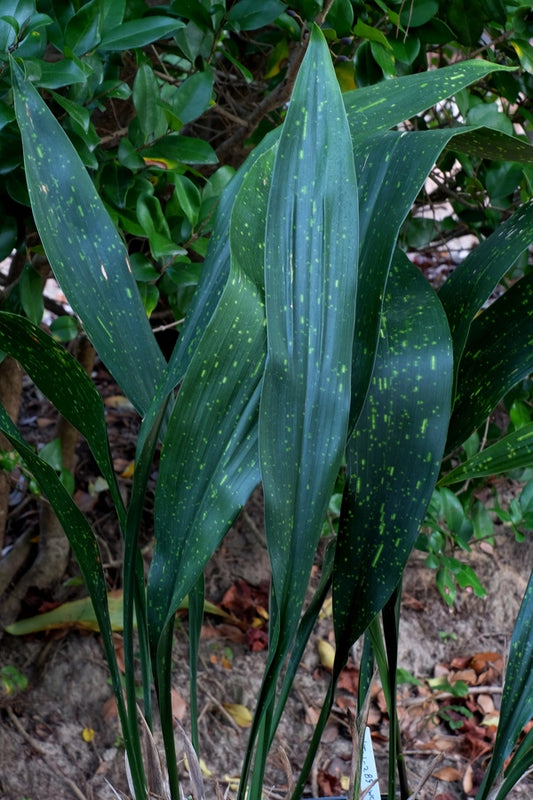Image of Aspidistra attenuata 'Taiwan Treasure'