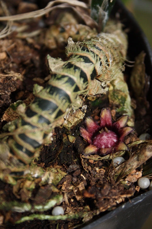 Image of Aspidistra basalis 'Green Jeans'taken at Juniper Level Botanic Gdn, NC by JLBG