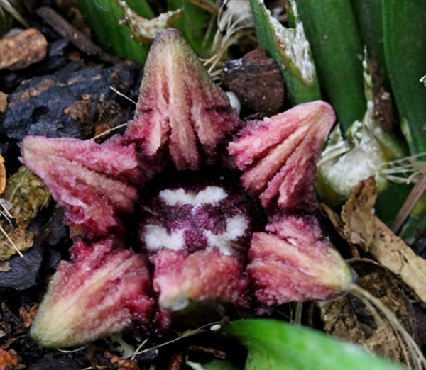Image of Aspidistra carnosa 'Rigid Ribbons'