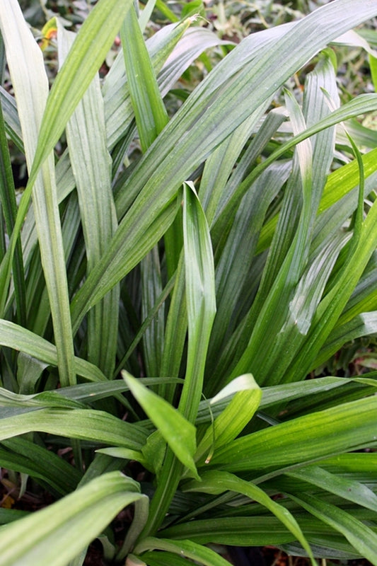 Image of Aspidistra carnosa 'Rigid Ribbons'
