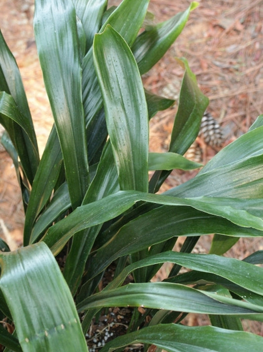 Image of Aspidistra daibuensis 'Taiwan Stars'taken at Juniper Level Botanic Gdn, NC by JLBG