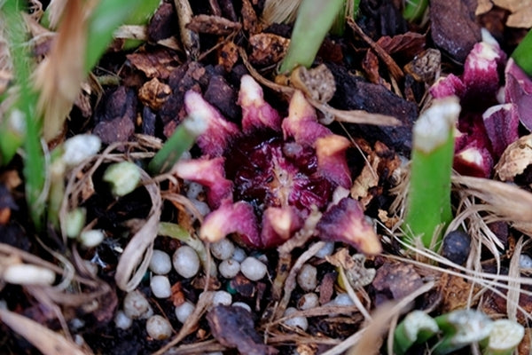 Image of Aspidistra daibuensis 'Yushan Galaxy'