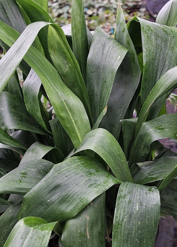 Image of Aspidistra daibuensis 'Yushan Waterfall'taken at Juniper Level Botanic Gdn, NC by JLBG