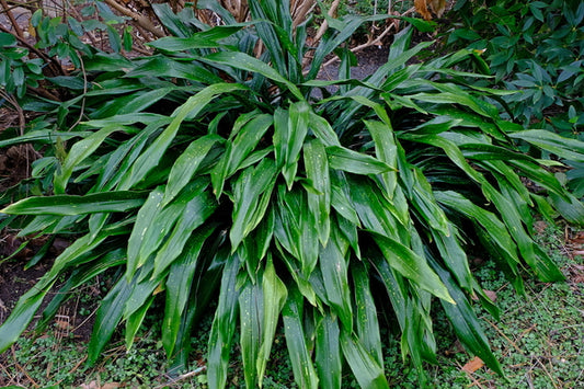 Image of Aspidistra ebianensis 'Flowing Fountains'