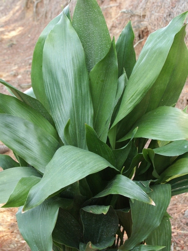 Image of Aspidistra elatior 'Bubba'|Juniper Level Botanic Gdn, NC|JLBG