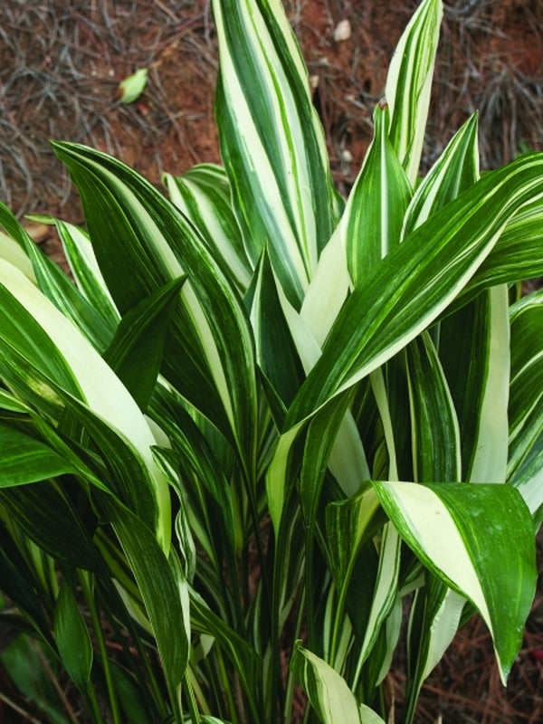 Image of Aspidistra elatior 'Okame'|Juniper Level Botanic Gdn, NC|JLBG