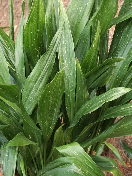 Image of Aspidistra elatior 'Sei Ryu Ho'taken at Juniper Level Botanic Gdn, NC by JLBG