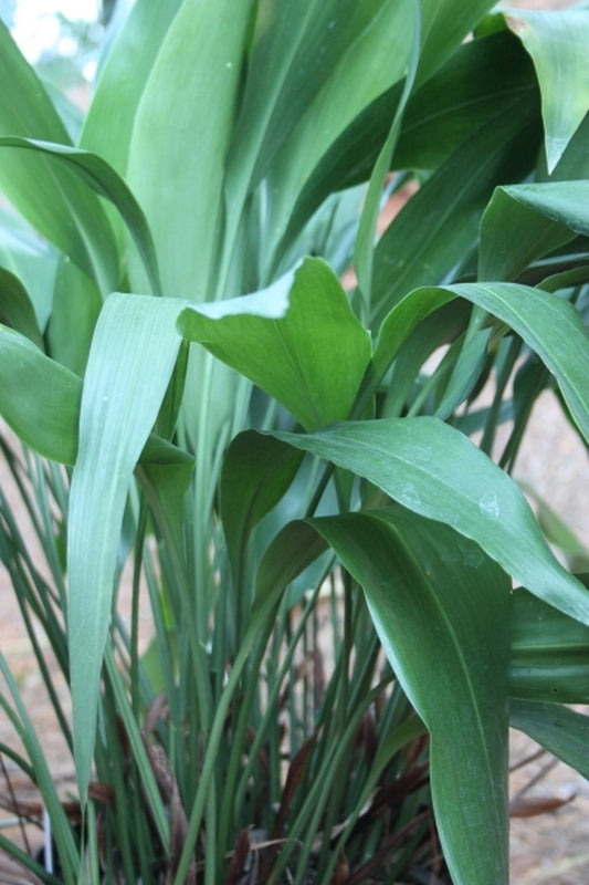 Image of Aspidistra fimbriata 'Secret Stalker'taken at Juniper Level Botanic Gdn, NC by JLBG