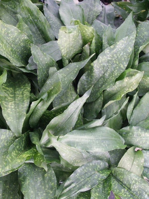 Image of Aspidistra fungilliformis 'China Star'taken at Juniper Level Botanic Gdn, NC by JLBG